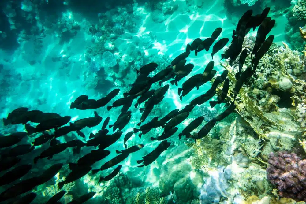 School of black tropical fish