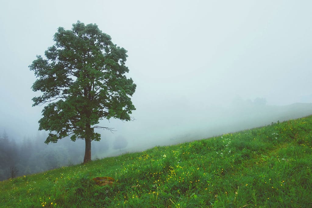 Magical Guizhou: Connect with Trees and Live with Nature