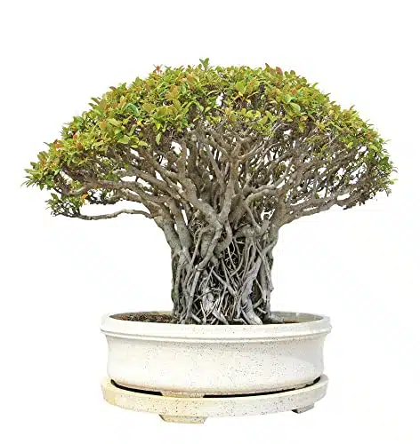 Banyan Bonsai Tree Seeds for Planting   Seeds of Ficus benghalensis   Indian Banian Tree   Ships from Iowa, USA