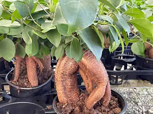 Ficus microcarpa, Chinese Banyan, Bonsai Tree, Pot, Very Large Healthy Malayan Banyan, Indian Laurel, Curtain fig, gajumaru Tree