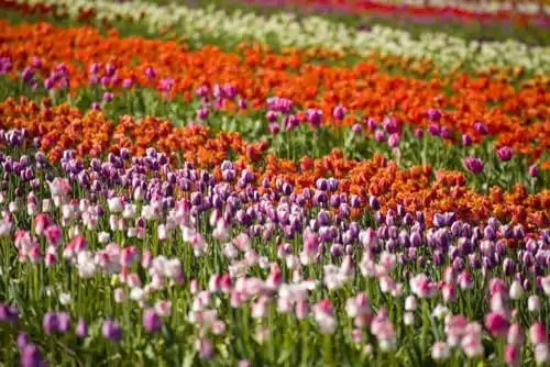 Vibrant coloured tulips blossoming in a tulip field; Woodburn Oregon United States of America Poster Print by Craig Tuttle (x )