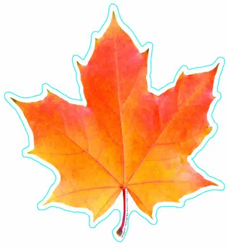 Eureka Photo Image of A Fall Leaf, Paper Cut Outs, Package of